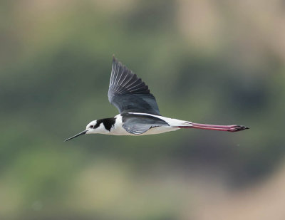 White-backed Stilt