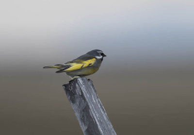 Black-throated Finch