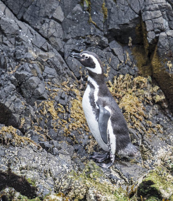 Magellanic Penguin