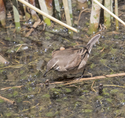 Grey-flanked Cinclodes