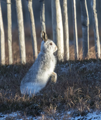 Mountain Hare