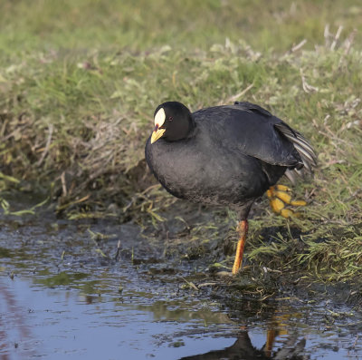 Red-gartered Coot