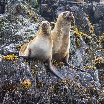 South American Sea Lion
