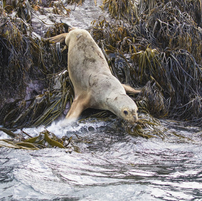South American Sea Lion