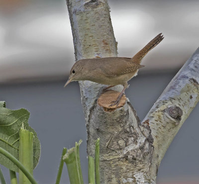 Southern House Wren