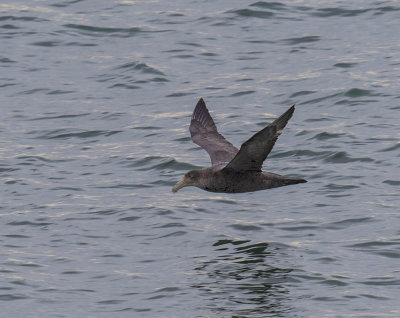 Southern Giant Petrel