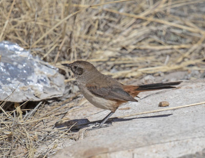 Dark-winged Canastero
