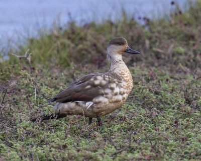 Crested Duck