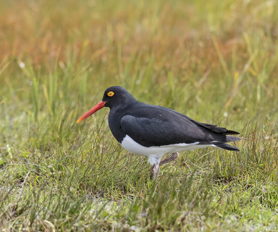Magallenic Oystercatcher