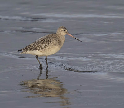 Bar-tailed Godwit