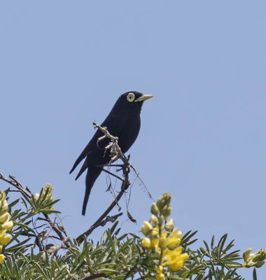 Spectacled Tyrant