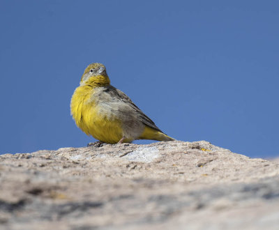 Bright-rumped Yellow Finch
