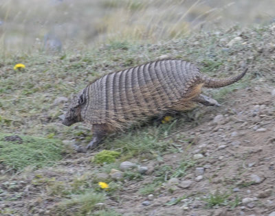 Large hairy armadillo
