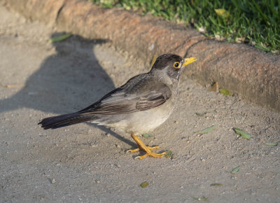 Austral Thrush