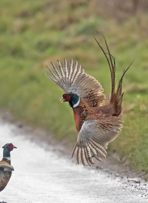 Pheasants