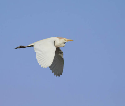 Cattle Egret