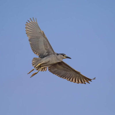 Black-crowned Night-Heron
