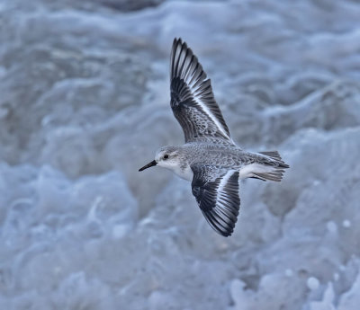 Sanderling