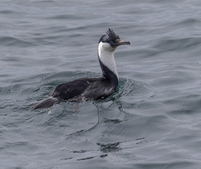 Imperial Cormorant