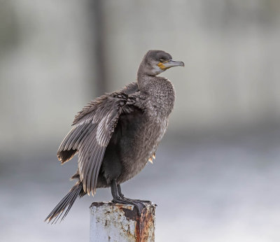 Cormorant (juvenile)