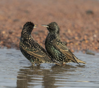 Starlings