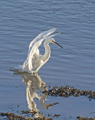 Little Egret 