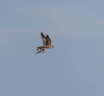 Peregrine Falcon