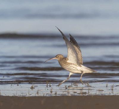 Curlew