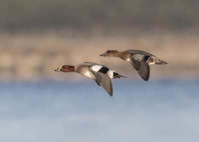 Wigeon