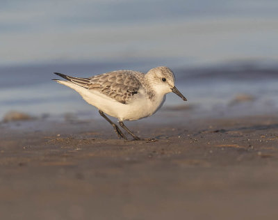 Sanderling