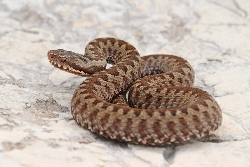 European adder Vipera berus navadni gad_MG_07661-111.jpg