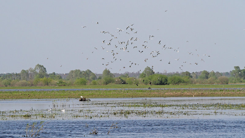 Wetland mokriče_MG_2713111.jpg