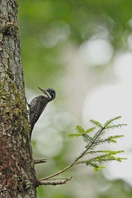 Three-toed woodpecker Picoides tridactylus triprsti detel_MG_6312-111.jpg