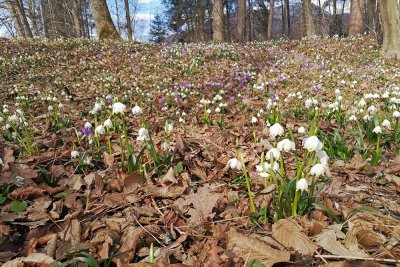 Spring snowflakes Leucojum vernum veliki zvonček_IMG_20170307-111