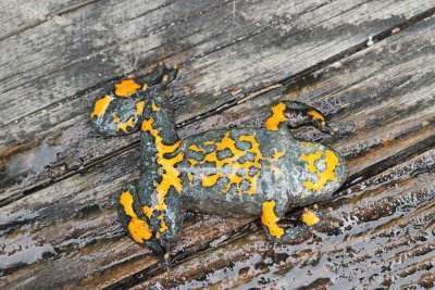 Yellow-bellied toad Bombina variegata hribski urh_MG_6498-111.jpg