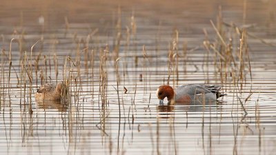 Wigeon Anas penelope vigavka_MG_9266-111.jpg