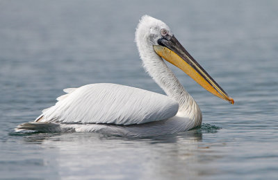 Dalmatian pelican Pelecanus crispus kodrasti pelikan_MG_5589-111.jpg