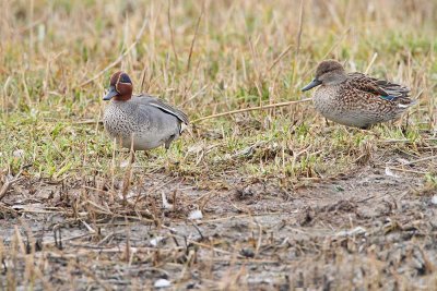 Common teal Anas crecca kreheljc_MG_9302-111.jpg