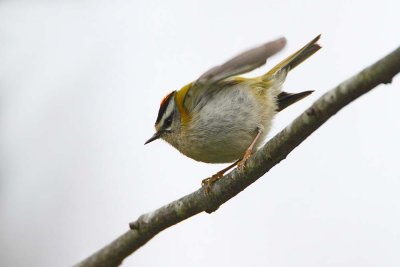 Common firecrest Regulus ignicapilla rdečeglavi kraljiček_MG_99151-111.jpg