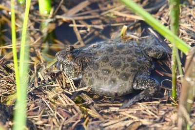 European fire-bellied toad Bombina bombina niinski urh_MG_0211-111.jpg