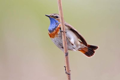 Bluethroat Luscinia svecica modra tačica_MG_0030-111.jpg