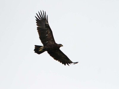 Greater spotted eagle Clanga (Aquila) clanga veliki klinkač_MG_98091-111.jpg