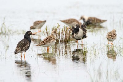 Ruff Philomachus pugnax togotnik_MG_0057-111.jpg