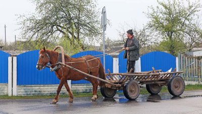 Horse-drawn carriage konjska vprega_IMG_3962-111.jpg