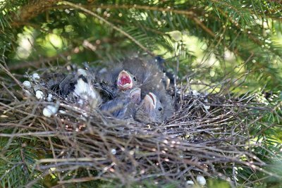 Eurasian bullfinch nest Pyrrhula pyrrhula gnezdo kalina_IMG_5948-111.jpg