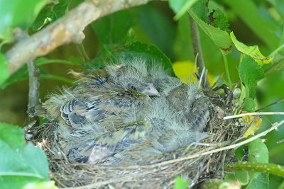 Young greenfinches in the nest mladiči zelenca v gnezdu_MG_1014-111.jpg