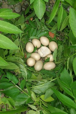 Tufted duck nest gnezdo čopaste črnice_IMG_20170525_132610-111.jpg