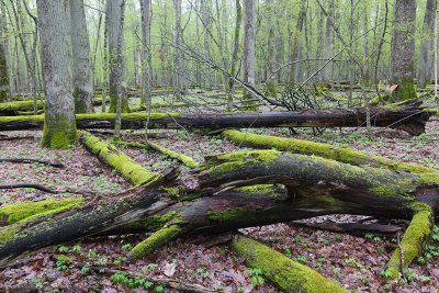 Białowieża Forest Biełavjeskaja puča Beloveka puča_IMG_4163-111.jpg