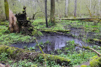 Białowieża Forest Biełavjeskaja puča Beloveka puča_IMG_4237-111.jpg