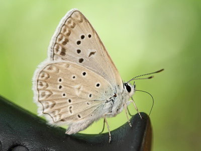 Meleager's blue Polyommatus daphnis nazobčani modrin_MG_0895-111.jpg